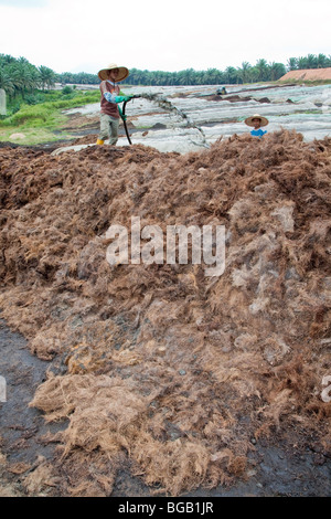 Les effluents de pulvérisation travailleur la mouture de l'huile de palme sur les piles de compost dans une grande installation de compostage sur place. Banque D'Images