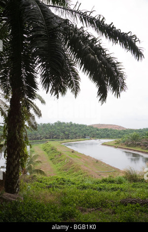 Les bassins anaérobies tenir palm oil mill effluent. Le moulin à huile de palme Sindora, Malaisie Banque D'Images