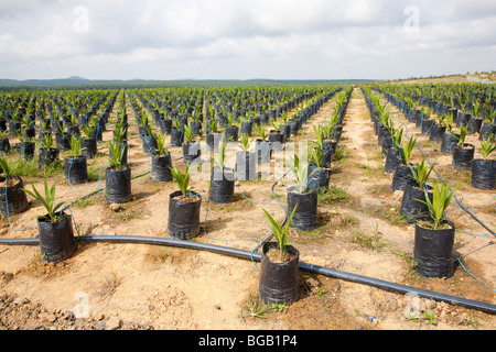 Sur le site pétrolier de pépinière palm utilise l'irrigation goutte-à-goutte à l'eau les plantes en pot. Sindora la plantation de palmiers à huile. Banque D'Images