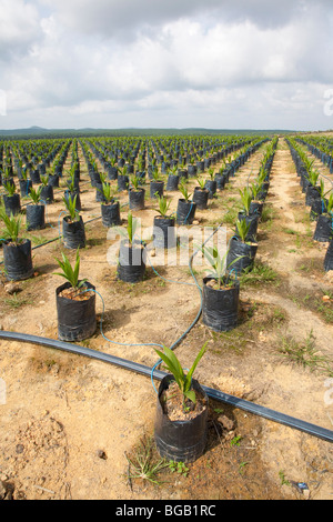 Sur le site pétrolier de pépinière palm utilise l'irrigation goutte-à-goutte à l'eau les plantes en pot. Sindora la plantation de palmiers à huile. Banque D'Images