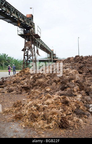 Pile de régimes de fruits vides (EFB), un sous-produit de l'huile de palme, en attente de transfert pour le compostage ou l'utilisation comme biocarburant. Banque D'Images