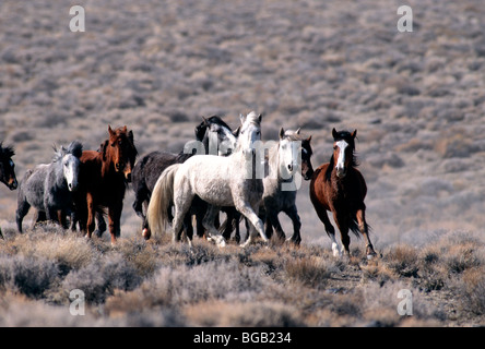 Troupeau de 'Wild Horses' tournant, high desert, Nevada Banque D'Images