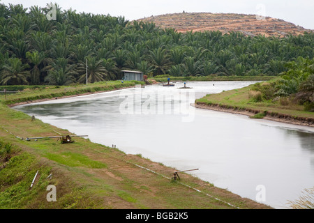 Les bassins anaérobies tenir palm oil mill effluent. Le moulin à huile de palme Sindora, Malaisie Banque D'Images