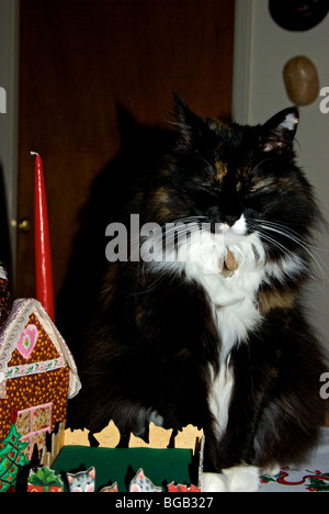 Chat Norvegien Dozy Encircles Assis A Cote De Decorations De Table De Noel Photo Stock Alamy