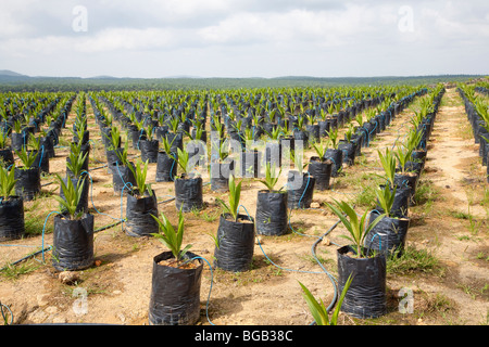 Sur le site pétrolier de pépinière palm utilise l'irrigation goutte-à-goutte à l'eau les plantes en pot. Sindora la plantation de palmiers à huile. Banque D'Images