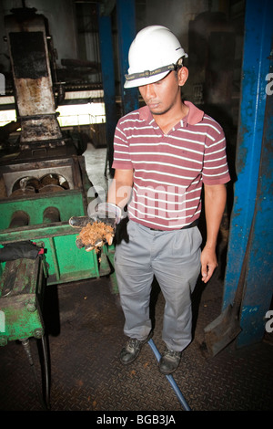 Un travailleur détient fibre fruit du palmier, un sous-produit de la mouture de l'huile qui est utilisé comme biocarburant pour gérer l'usine. Banque D'Images