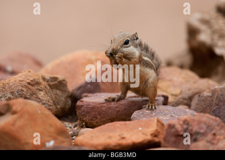 Yuma Écureuil Antilope (Ammospermophilus harrisi), manger une graine. Banque D'Images