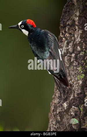 Acorn Woodpecker (Melanerpes formicivorus formicivorus) femelle. Banque D'Images