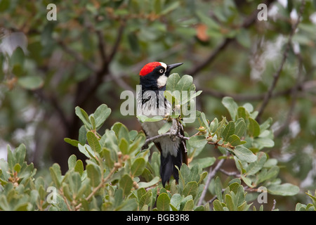 Acorn Woodpecker (Melanerpes formicivorus formicivorus) mâle. Banque D'Images