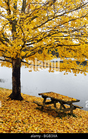 Érable et table de pique-nique couverte de feuilles mortes au bord du lac à l'automne Creek Falls State Park à New York Banque D'Images