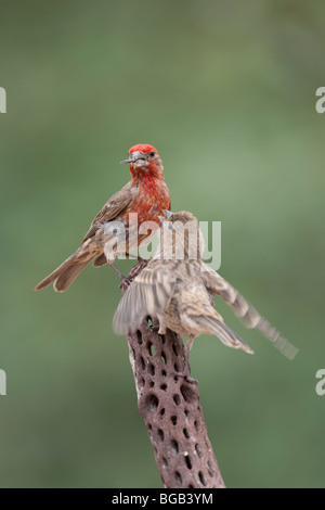 Roselin familier (Carpodacus mexicanus frontalis), l'alimentation d'un mâle adulte de la mendicité des enfants. Banque D'Images