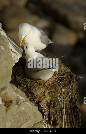 Mouette tridactyle (Rissa tridactyla) sur le nid. Northumberland, Royaume-Uni. Mai. L'un sur l'alimentation d'autres nids qui vient de rentrer. Banque D'Images