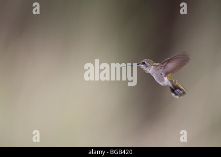 Costa's Hummingbird (Calypte costae), mâle immature. Banque D'Images