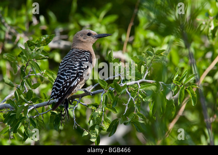 Gila Woodpecker (Melanerpes uropygialis uropygialis) femelle. Banque D'Images