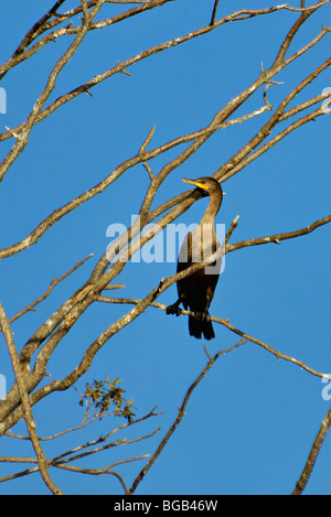 Cormoran à aigrettes perchées dans arbre mort sur Watts Bar Lake dans Rhea Comté, New York Banque D'Images