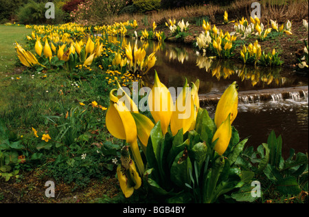 Lysichiton americanum Lysichiton jaune Banque D'Images