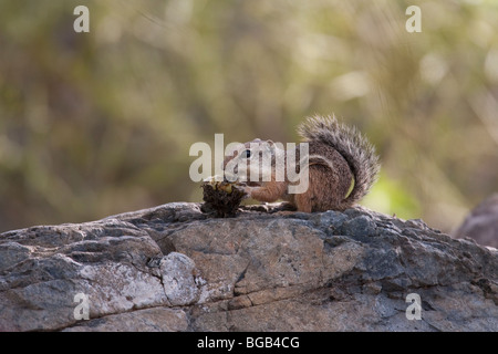 Yuma Écureuil Antilope (Ammospermophilus harrisi), manger des fruits de cactus. Banque D'Images