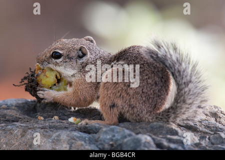 Yuma Écureuil Antilope (Ammospermophilus harrisi), manger des fruits de cactus. Banque D'Images