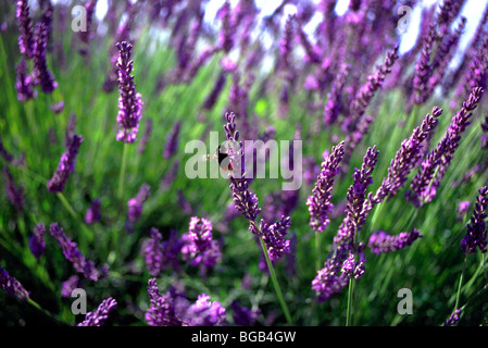 De plus en plus lavande jardin avec bee flying Banque D'Images