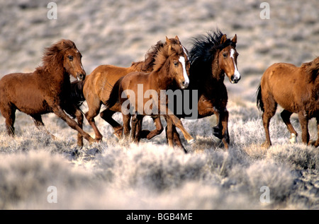 Troupeau de 'Wild Horses' tournant, high desert, Nevada Banque D'Images