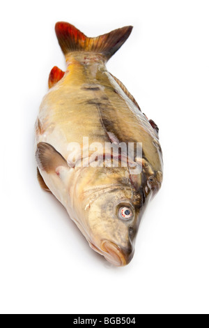 Carpe miroir(poissons Cyprinus carpio morpha noblis) isolated on a white background studio. Banque D'Images