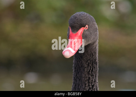 Australian Black Swan Slimbridge Wetlands Centre, Gloucestershire Banque D'Images