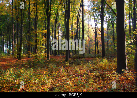 Bois d'automne près de Roermond Pays-Bas Limburg Château Hillenraad Banque D'Images