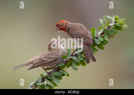Roselin familier (Carpodacus mexicanus frontalis), l'alimentation d'un mâle adulte de la mendicité des enfants. Banque D'Images