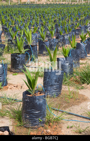 Sur le site pétrolier de pépinière palm en utilisant l'irrigation goutte-à-goutte à l'eau les plantes en pot. Sindora la plantation de palmiers à huile. Banque D'Images