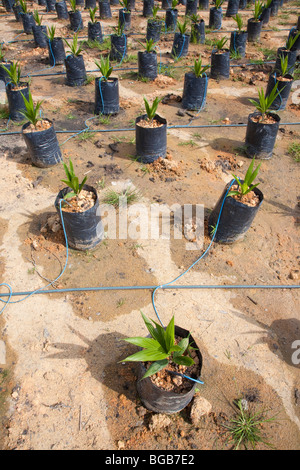 Le palmier à huile sur le site pépinière utilise l'irrigation goutte-à-goutte à l'eau les plantes en pot, la conservation de l'eau et la prévention de l'érosion. Banque D'Images