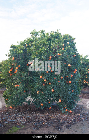 'Arbre Orange Washington Navel' portant des fruits mûrs. Banque D'Images