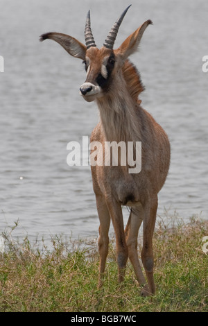 Portrait d'une antilope rouanne en Afrique australe. La photo a été prise dans le parc national de Chobe au Botswana. Banque D'Images