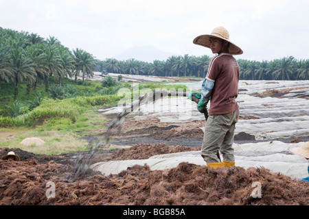 Les effluents de pulvérisation travailleur la mouture de l'huile de palme sur les piles de compost dans une grande installation de compostage sur place. Banque D'Images