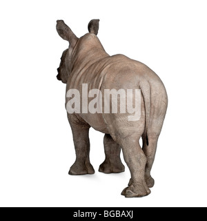 Les jeunes rhinocéros blanc ou Square-lipped rhinoceros, Ceratotherium simum, 2 mois, devant un fond blanc Banque D'Images