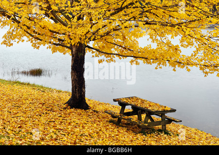 Érable et table de pique-nique couverte de feuilles mortes au bord du lac à l'automne Creek Falls State Park à New York Banque D'Images