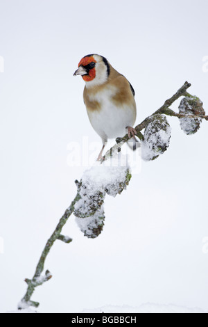 Chardonneret élégant dans la neige Banque D'Images