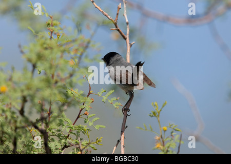 Gobemoucheron à queue noire (Polioptila melanura lucida) mâle. Banque D'Images