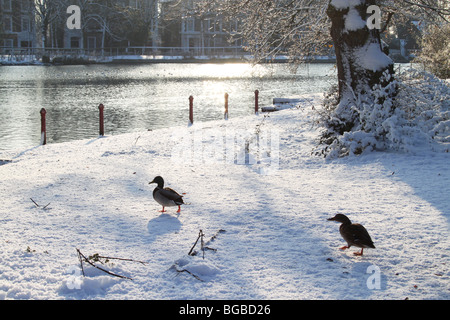 Canards sur la neige, Crystal Palace Park, Londres, UK Banque D'Images