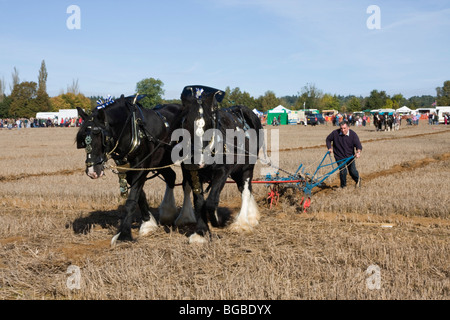 Shire chevaux au labour, West Sussex, UK Banque D'Images