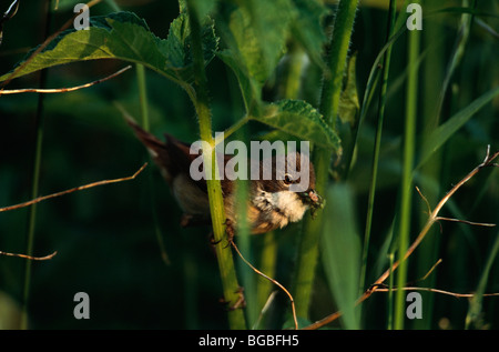 Fauvette grisette bec avec plein d'insectes. Banque D'Images