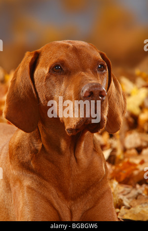 Pointeur hongrois, 12 ans / Magyar Vizsla devint Banque D'Images