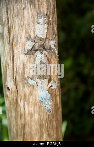 Grand gecko à queue de feuille sur l'arbre dans la Mandraka Réserver, Madagascar Banque D'Images