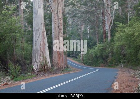 Arbres Karri, Eucalyptus diversicolor, croissante le long de l'autoroute, près de Pemberton Vasse, l'ouest de l'Australie Banque D'Images