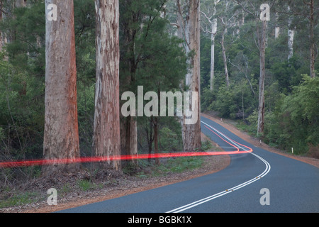 Arbres Karri, Eucalyptus diversicolor, croissante le long de l'autoroute, près de Pemberton Vasse, l'ouest de l'Australie Banque D'Images