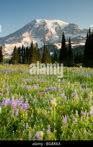 Les fleurs sauvages d'été, Mt. Rainier National Park, Washington Banque D'Images