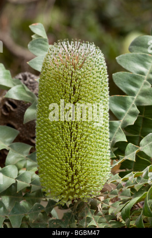 Banksia Banksia géant, Bull, Banksia grandis, l'ouest de l'Australie Banque D'Images