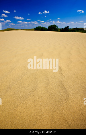 Dunes de sable de la Great Sand Hills, près de Sceptre, Saskatchewan, Canada. Banque D'Images