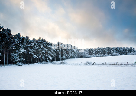 Scène d'hiver de la forêt couverte de neige et de champs avec luminescents nuages sur ciel bleu. Banque D'Images