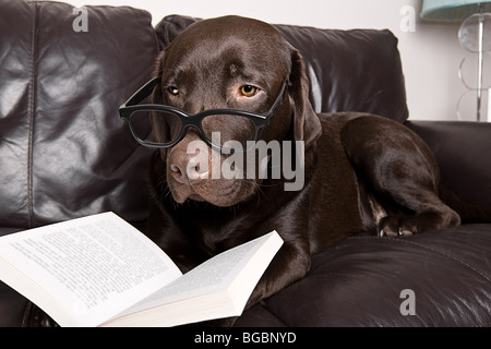 Funny Shot d'un labrador chocolat avec un bon livre sur le canapé Banque D'Images