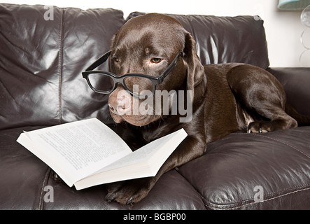 Funny Shot d'un labrador chocolat avec un bon livre sur le canapé Banque D'Images